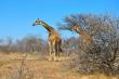 25 Cyferfontein self catering in Mabalingwe Reserve, Bela-Bela
