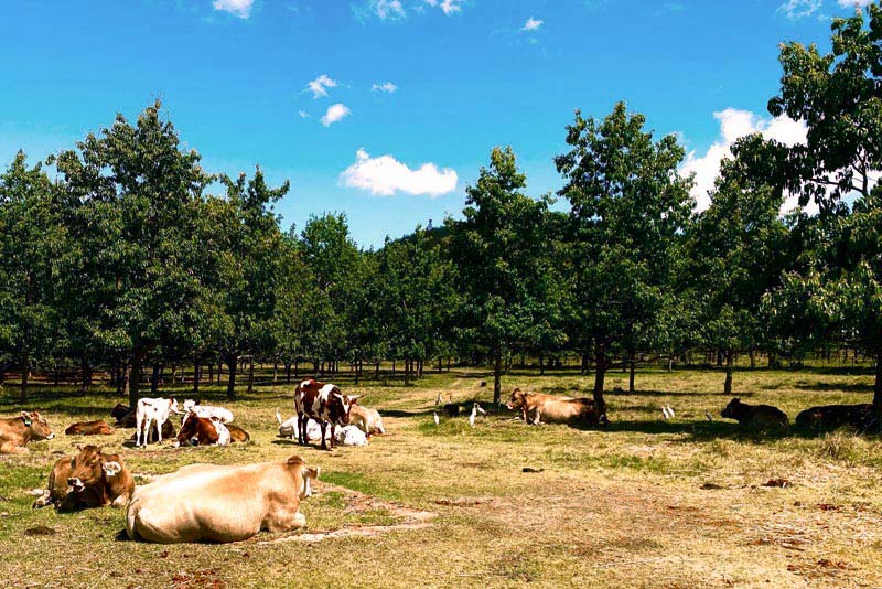 Bella Manga Country Escape - self catering in Plettenberg Bay