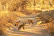 Bat eared foxes