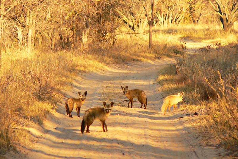 Bat eared foxes