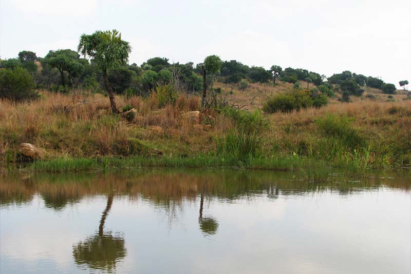 Dam near Taaibos