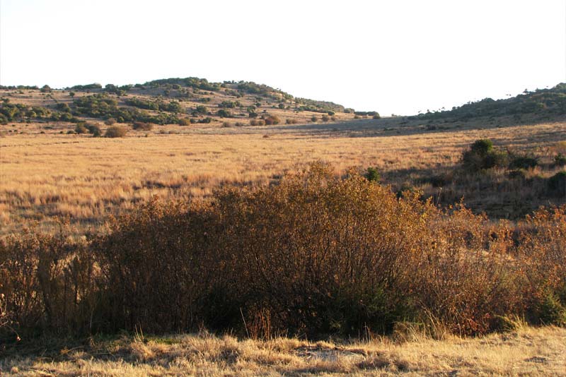 Taaibos View