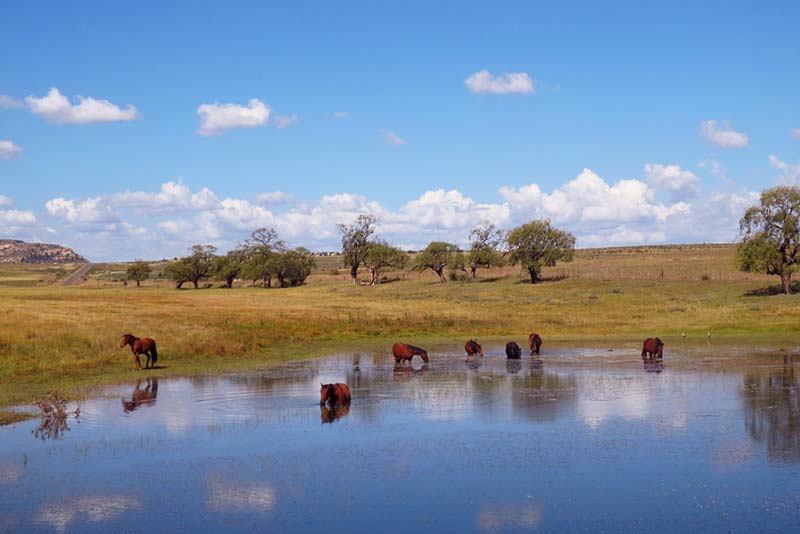 Horses at the dam - Mont Plaisir Self Catering Fouriesburg