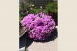 Spring flowers - Nick's Seaside Rest, Bloubergstrand 