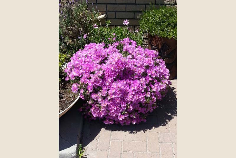 Spring flowers - Nick's Seaside Rest, Bloubergstrand 