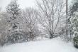 Snowy winter