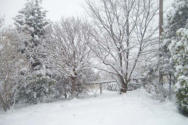Snowy winter