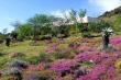 Flowers - The Retreat at Groenfontein Bed and Breakfast Calitzdorp area