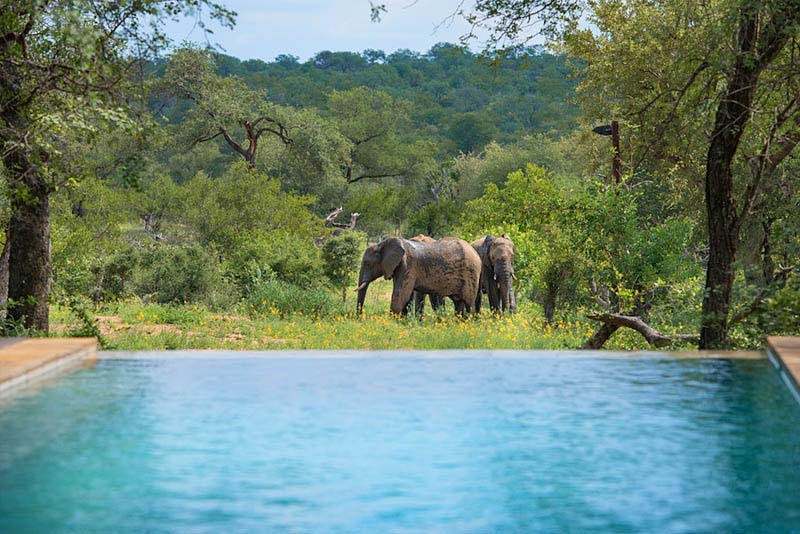 Classic Elephant at our rim pool