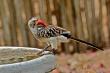 Red-billed Hornbill