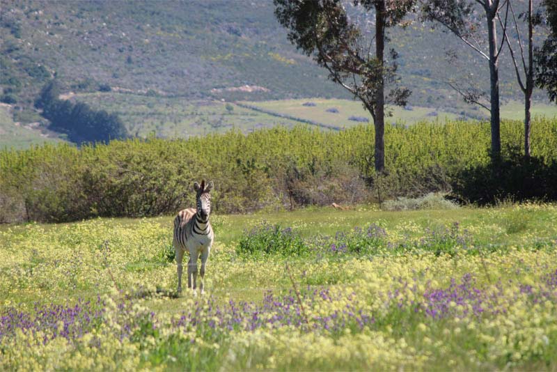 Welbedacht Game & Nature Reserve - Wild Life