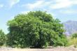 Welbedacht Game & Nature Reserve - Magnificent Trees