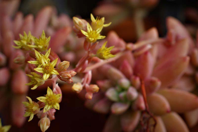 West coast Succulents