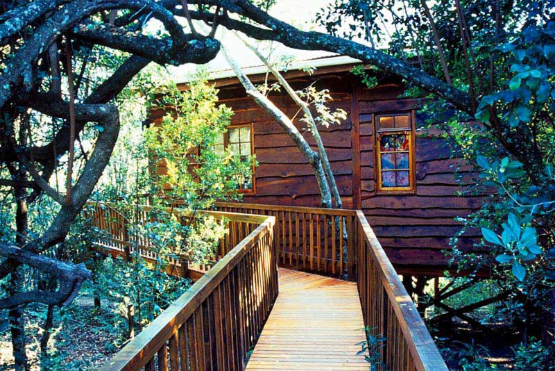 Tree Frog Forest Cabin - rear