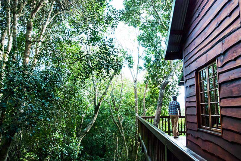 Tree Frog Forest Cabin