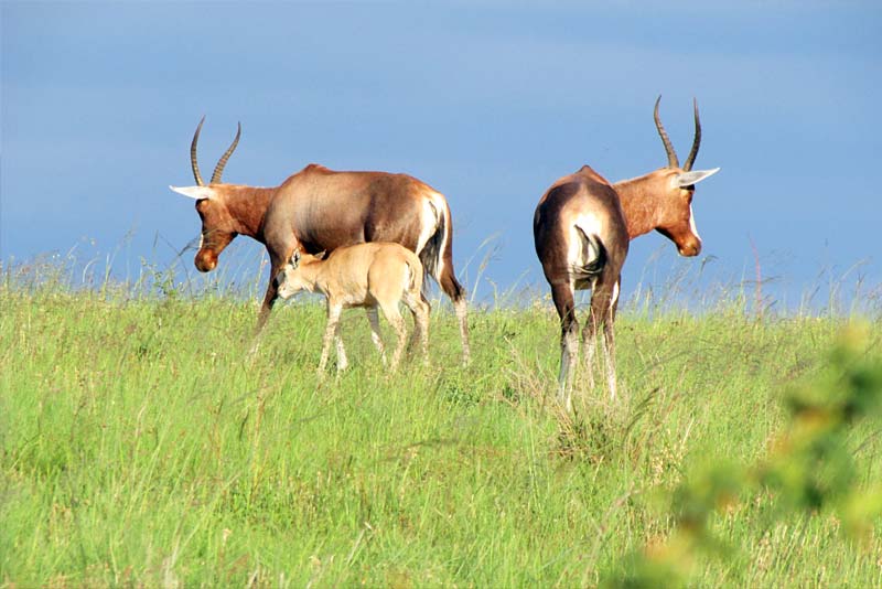 Blesbok on the farm