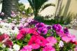 Garden - Cornerstone Guesthouse, Swakopmund