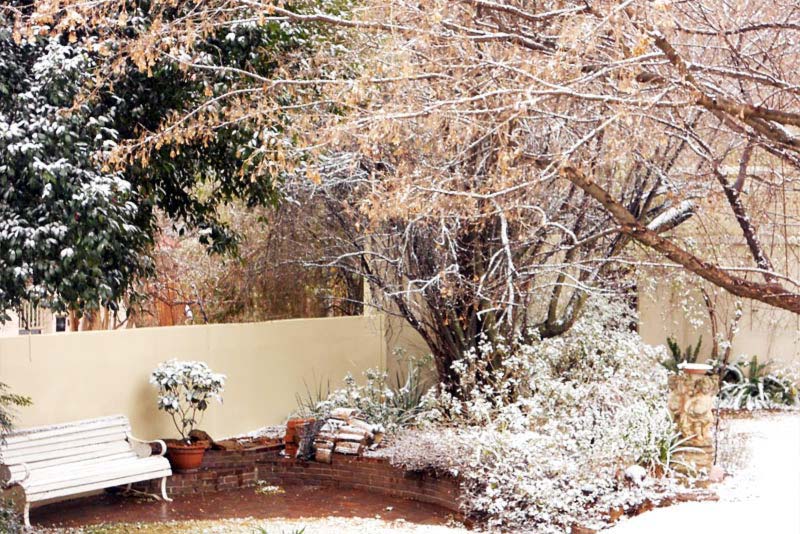 Garden after a snow fall