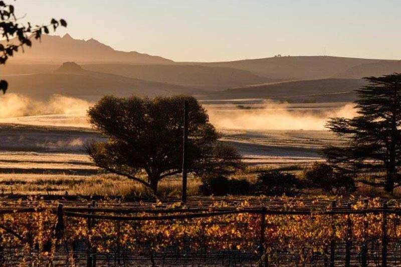 Sunrise over the vines