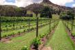 Vineyard planting, 2012