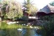 Duck Pond