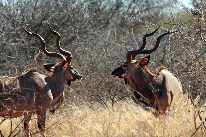 Kudu