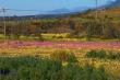 The Milkshed - spacious self catering cottage in Tulbagh