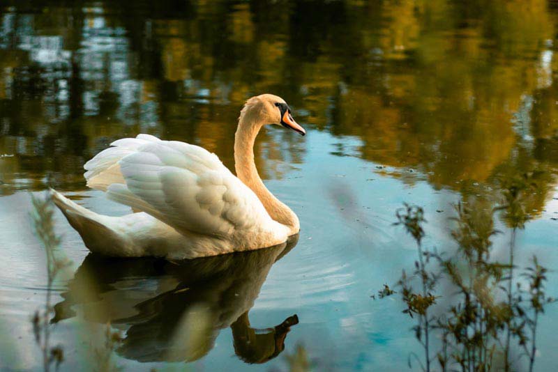 Swan-Lake - Bed and Breakfast in Montana Park, Pretoria 