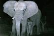 Elephant cow at Boma