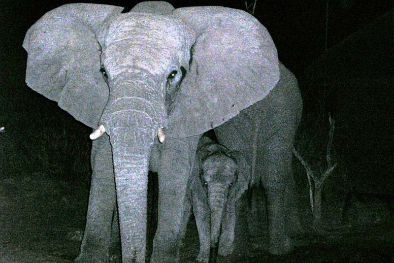 Elephant cow at Boma