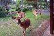 Njala at Lodge