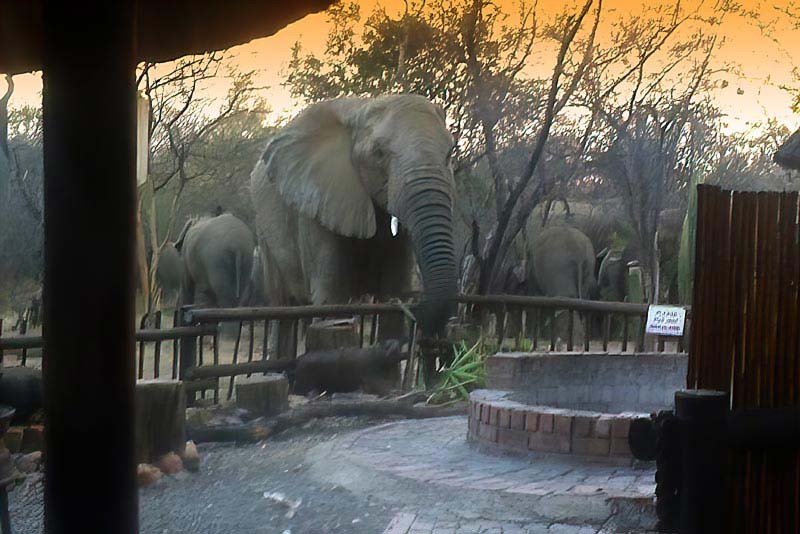 Elephants at braai