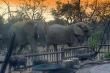elephant bulls at braai area