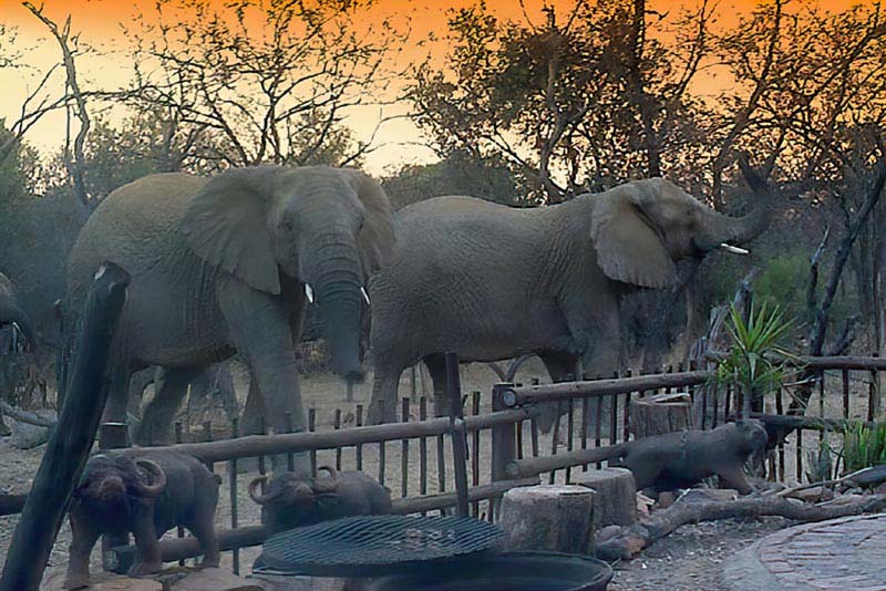 elephant bulls at braai area