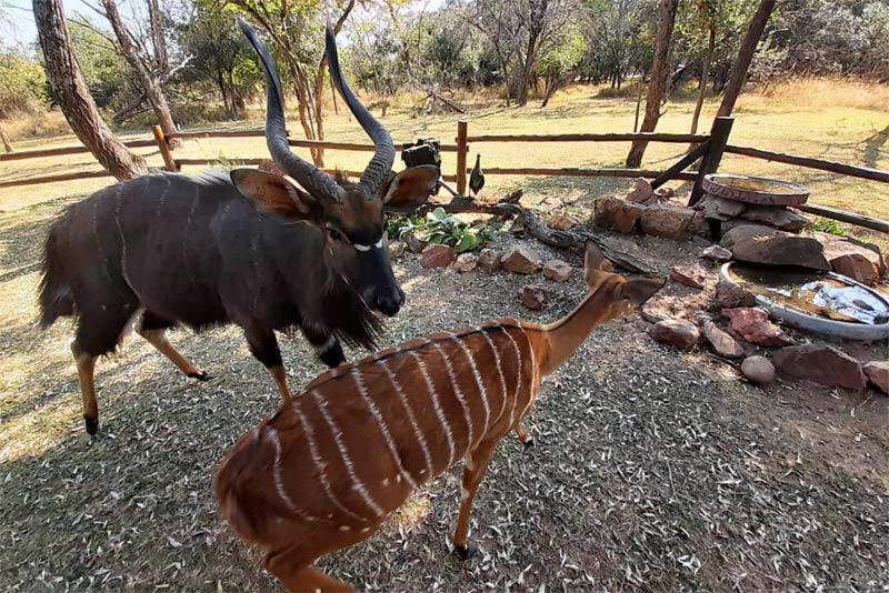 Njala