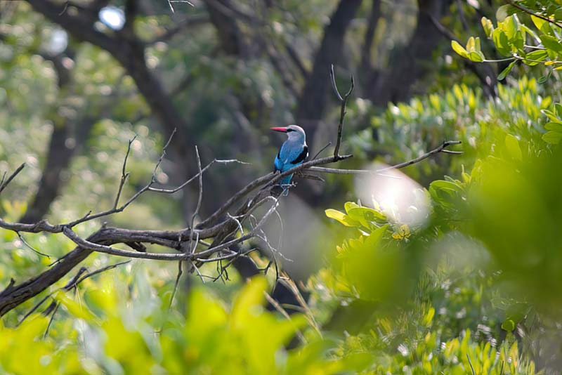 Kingfisher