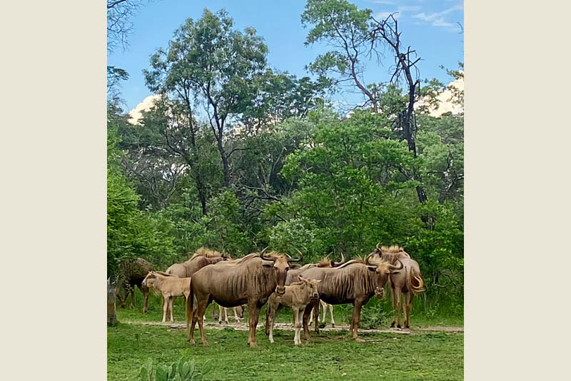 Golden Wildebeest