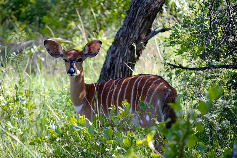 Nyala