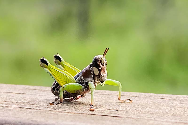 Nature, grass hopper