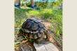 Nature, Tortoise 