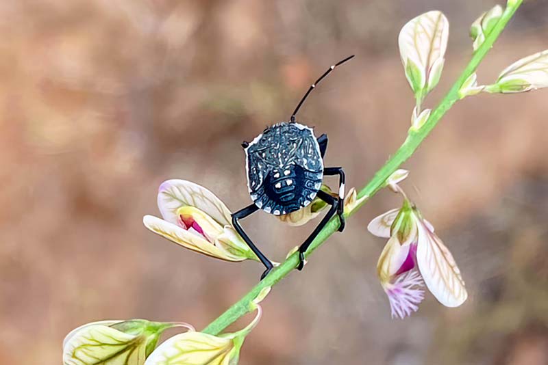 Nature, beetle