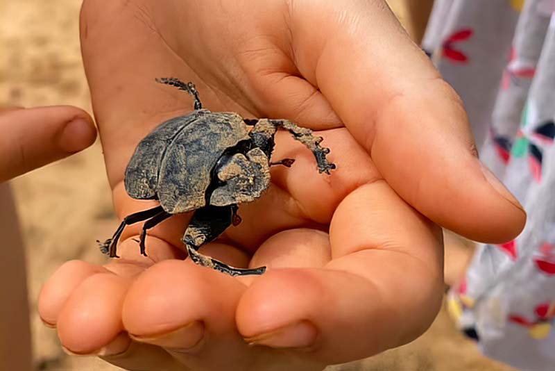 Nature, dung beetle