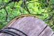 Nature, Spotted bush snake