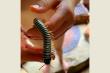 Nature, Millipede 