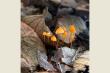 Nature, mushrooms