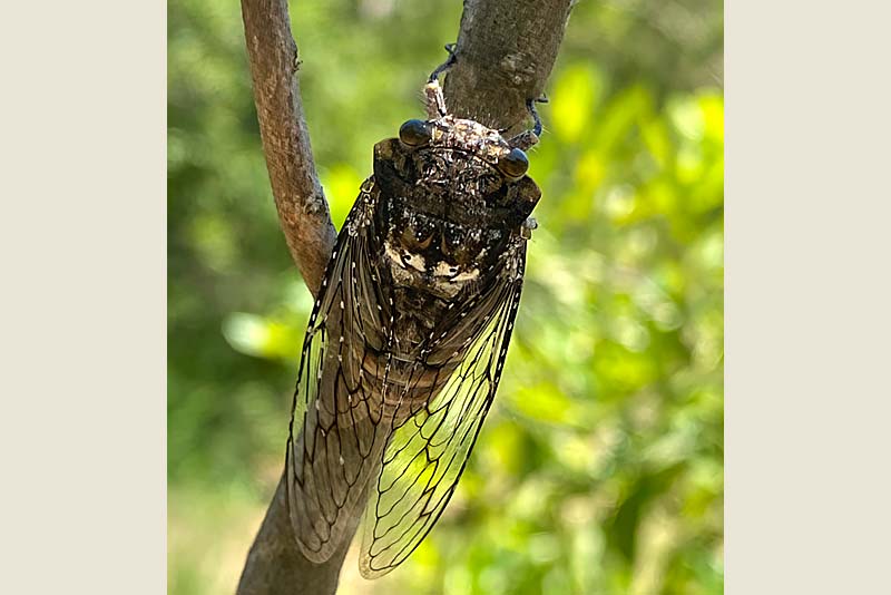 Nature, Cicada 