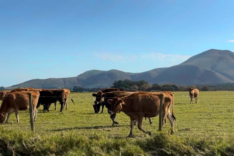 Oakhurst Farm Cottages - self catering Wilderness