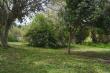 Forest glade