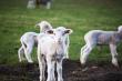 Eikelaan Farm Cottages - self catering guest farm in Tulbagh, Breede River Valley