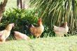 Eikelaan Farm Cottages - self catering guest farm in Tulbagh, Breede River Valley